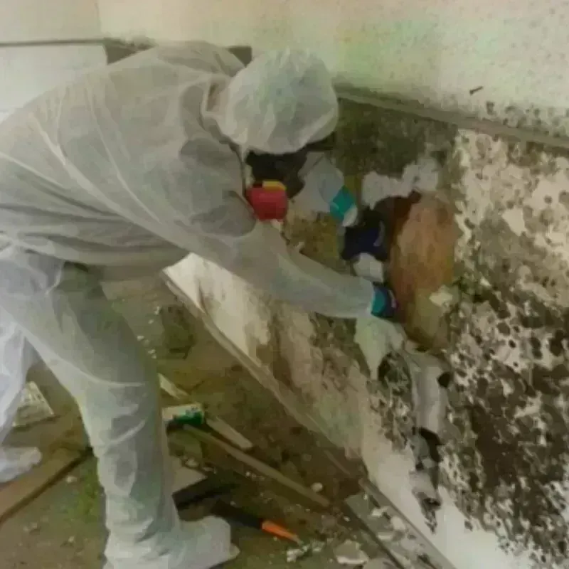 Mold Remediation and Removal in Edgemont Park, MI